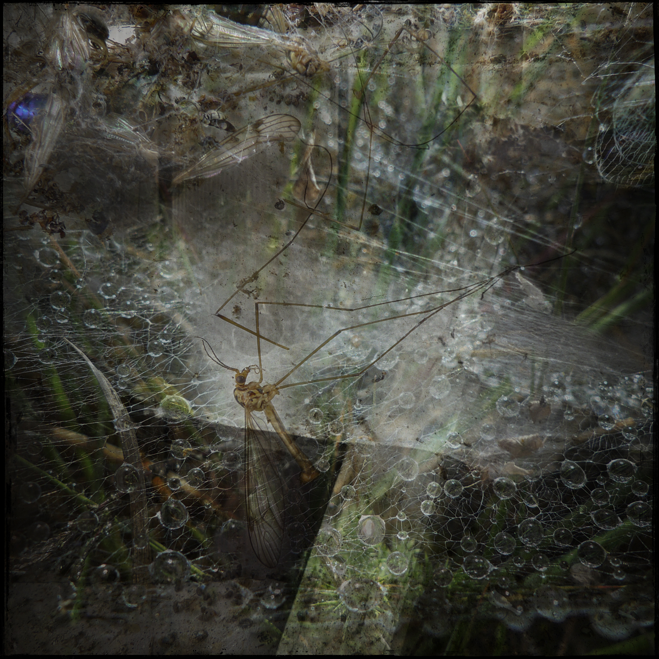 Caught In A Web Of Deceit