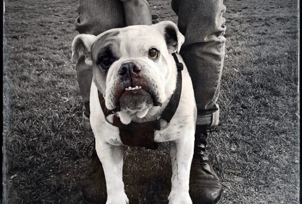 Paws for Thought - Another Transmitter Feature