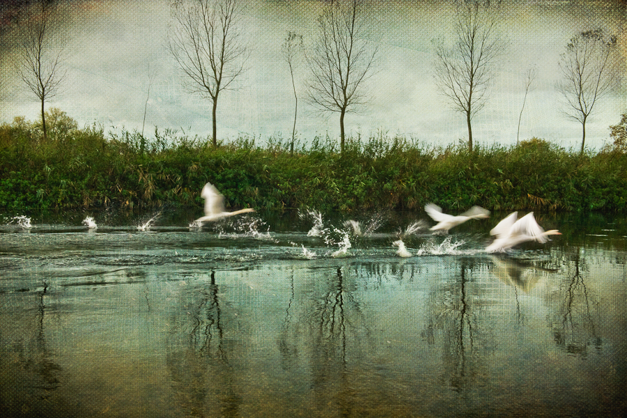 Swan Flight