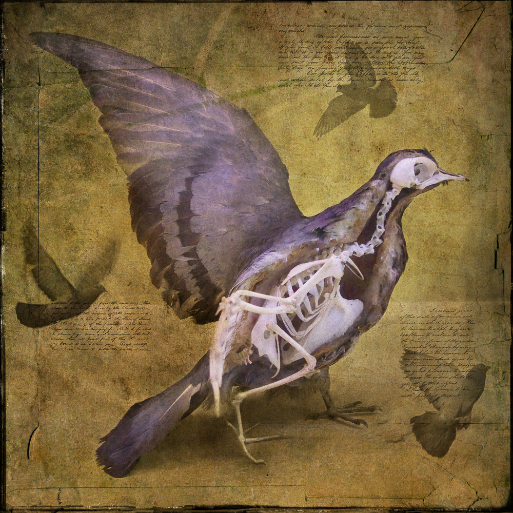 Photo illustration of section model of pigeon