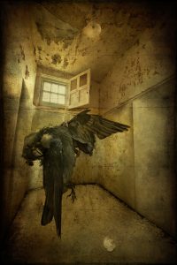 Dead bird in padded cell at derelict West Park Asylum, Epsom, Surrey