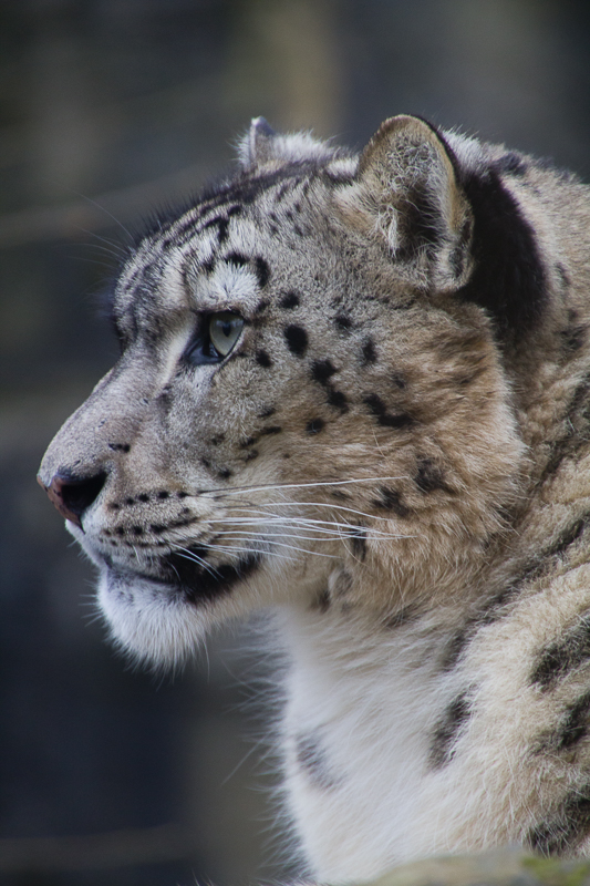 Snow Leopard 2