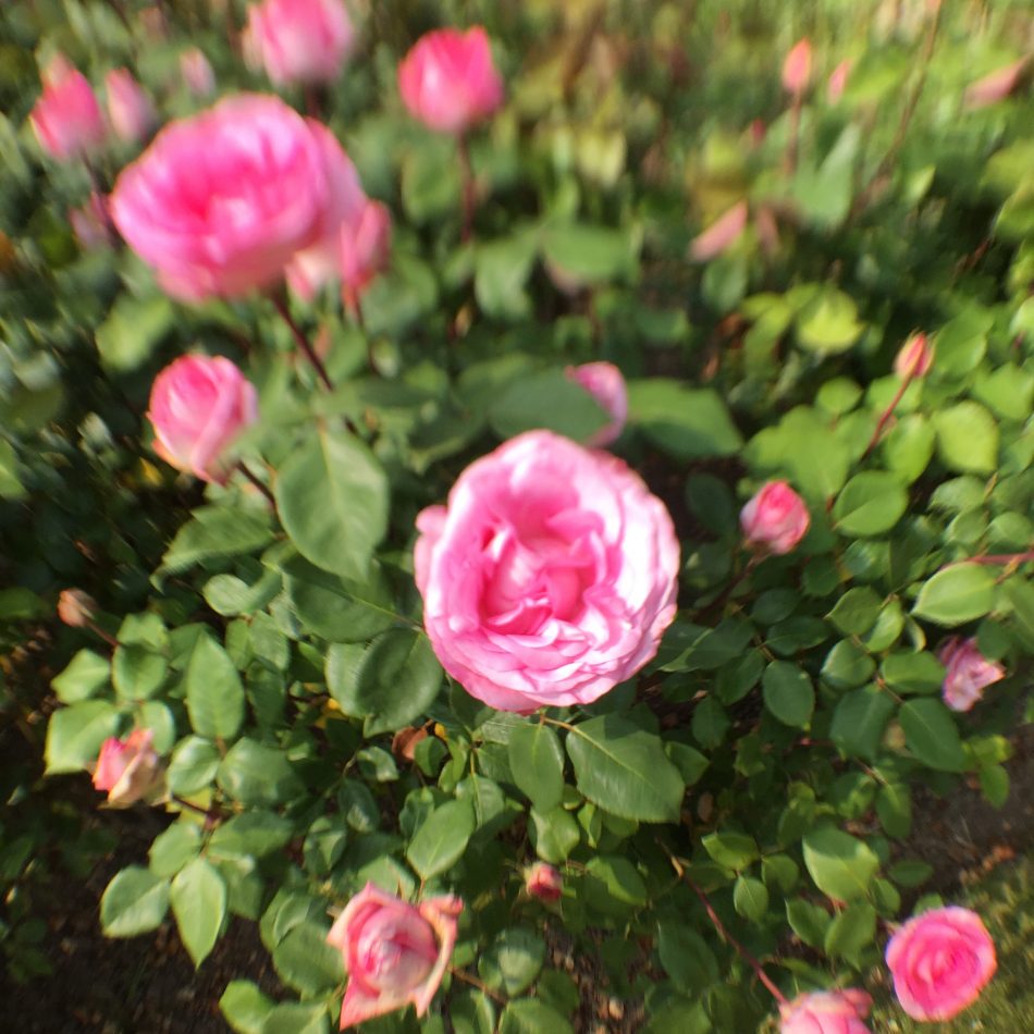 rose-with-blurred-effect