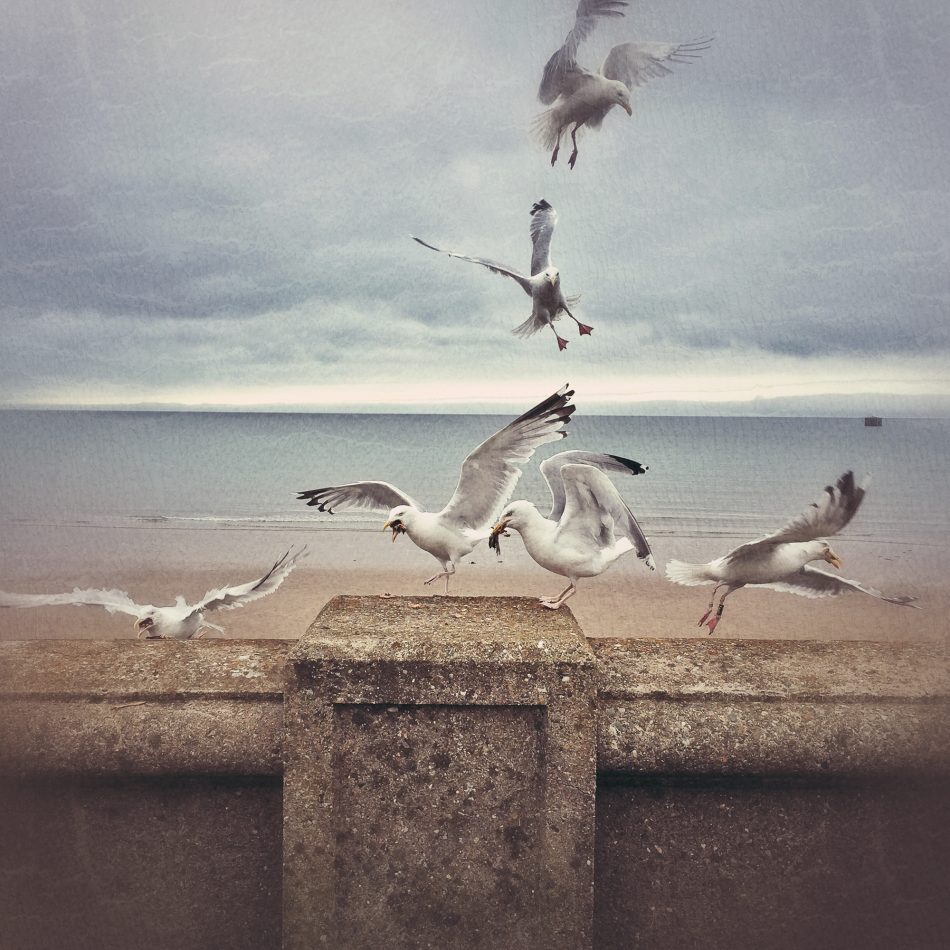 vivecakohphotography_