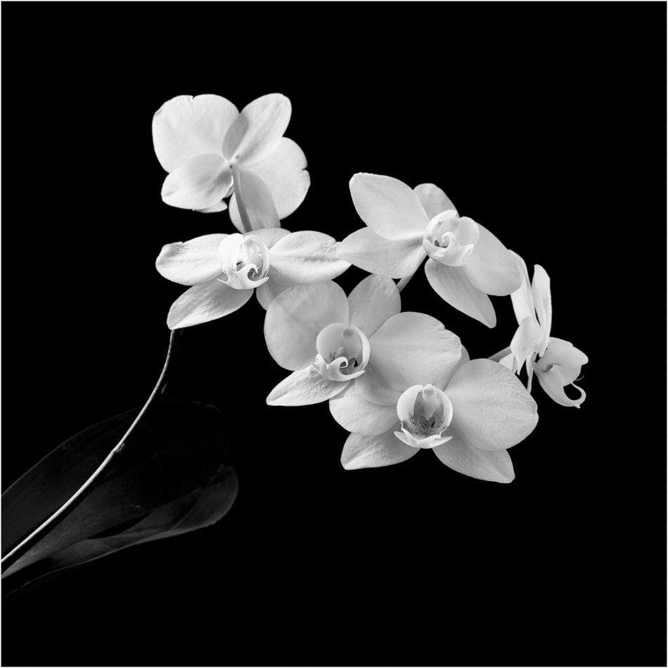 Orchid shot in monochrome, in the style of Robert Mapplethorpe