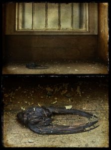 Dead Swallow on windowsill diptych, derelict Talgarth Asylum, Wales, UK