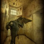 Dead bird in padded cell at derelict West Park Asylum, Epsom, Surrey